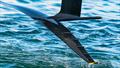 © Ugo Fonolla / America's Cup