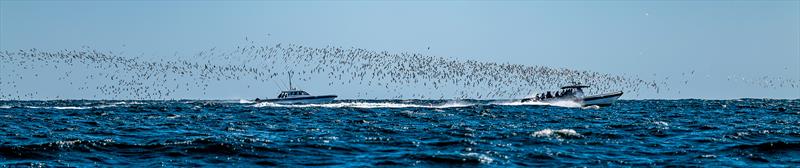 American Magic  -  AC75 - February 4, 2023 - Pensacola - photo © Paul Todd/America's Cup