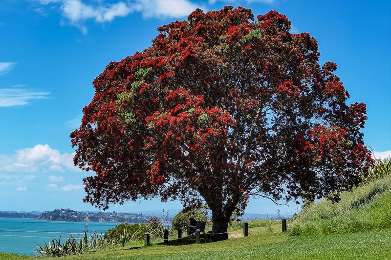 A pohutukawa in full bloom on North Head - sign of a great summer for the America's Cup photo copyright Richard Gladwell / Sail-World.com taken at  and featuring the ACC class