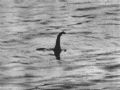 Nessie will be joined by a huge fleet of cats for the Loch Ness 'Monster' in August © SNECCA