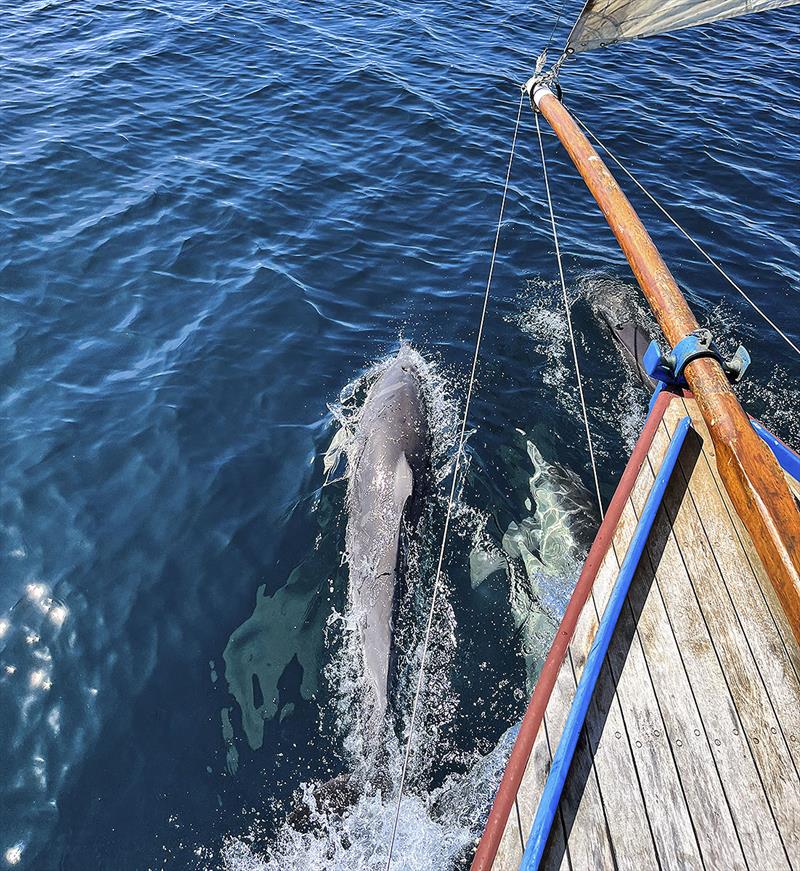 Friends for the journey - not just a hashtag, but a great omen too! photo copyright Nick Jaffe taken at  and featuring the Couta Boat class