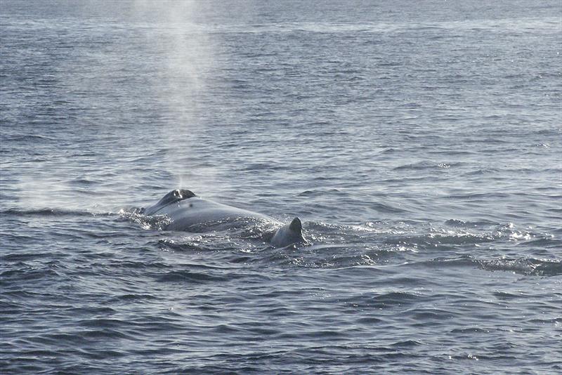 Up close with humpback whales in Samana photo copyright Mission Ocean taken at  and featuring the Cruising Yacht class