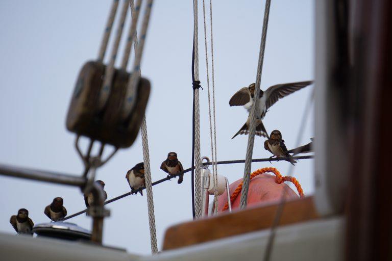 Sudan Swallows - photo © Peter and Ginger Niemann