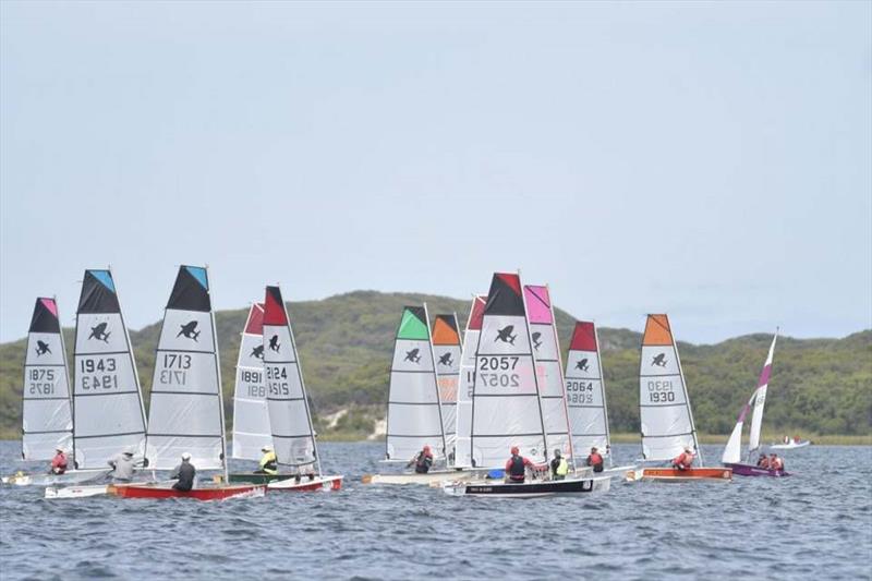 A number of Sabre hulls in Western Australia have converted to the fully-battened and larger mylar 'Shark' sail - photo © Photo supplied