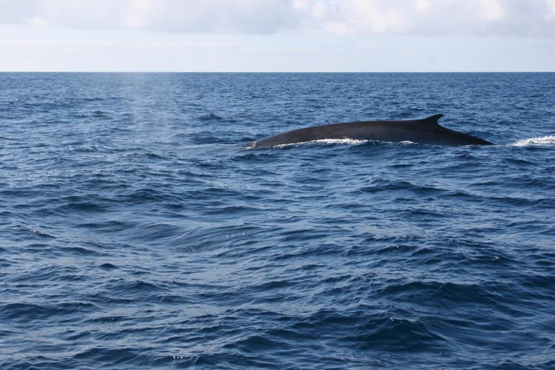 Fin whale mid-Atlantic photo copyright Daria Blackwell taken at  and featuring the Environment class