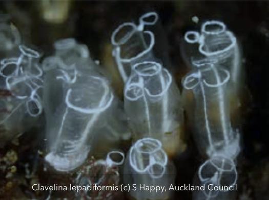 Clavelina lepadiformis is commonly called the Lightbulb sea squirt. If you spot it anywhere, please report it to authorities.  - photo © S Happy Auckland Council