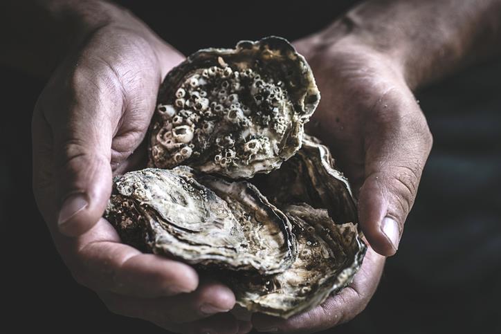 Fresh large oysters in male hands on a dark background. Delicious seafood - photo © Getty Images