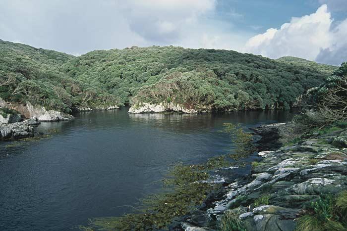 Harbour at Snares Islands photo copyright Terranature.org taken at 