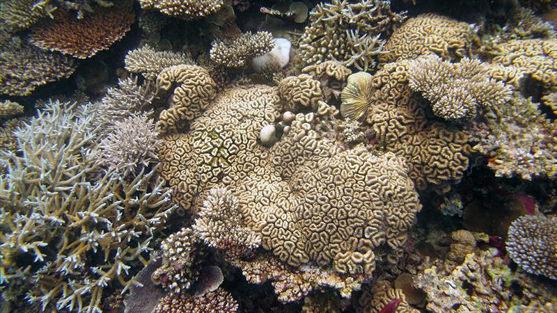 Diverse assemblages of reef-building corals make up the framework of coral reef ecosystems photo copyright Michael Fox, Woods Hole Oceanographic Institution taken at 