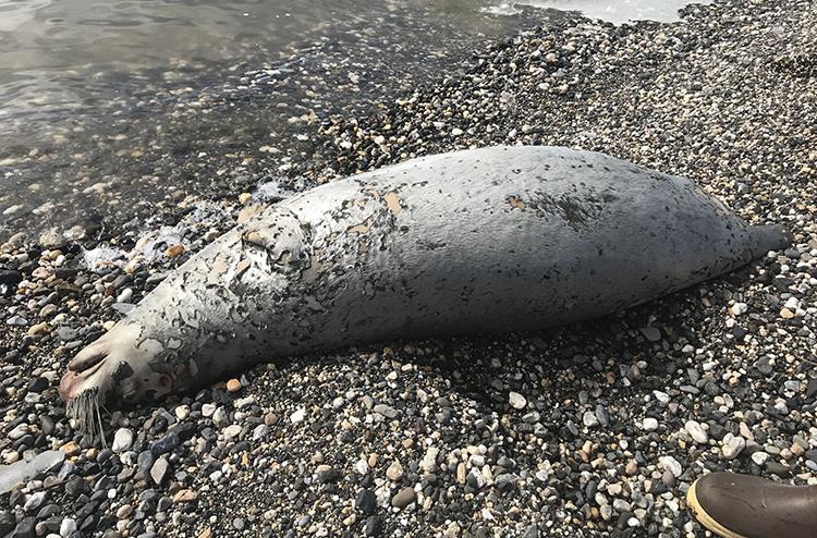 A dead seal found on a beach near Kotzebue, Alaska photo copyright NPS / Raime Fronstin taken at 