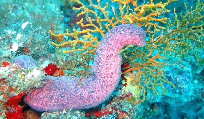 Sea cucumbers are illegally targeted in Pacific waters photo copyright Kevin McLoughlin/ kevskoot on Pixabay taken at 