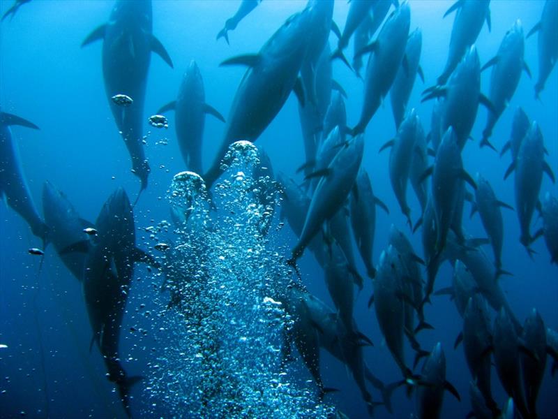 Bluefin tuna swimming up photo copyright Guido Montaldo / Getty Images taken at 