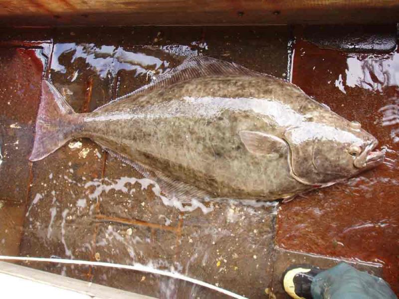 An adult Atlantic halibut is one of the largest fish in the Gulf of Maine photo copyright NOAA Fisheries taken at 