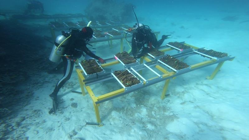 Divers at the site of baby hybrid corals on the Great Barrier Reef photo copyright Australian Institute of Marine Science taken at 