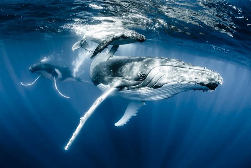 Ocean Photography Award Image - Whales by Mittermeier photo copyright Shawn Heinrichs taken at 