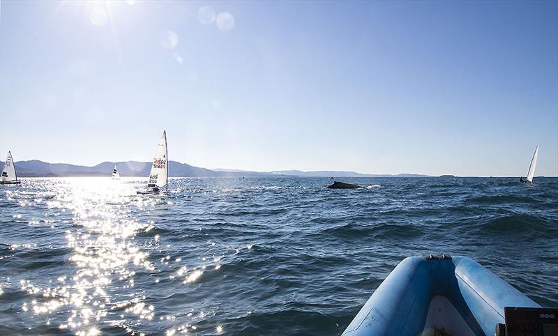 On board with AST Finn Coach, the Maharajah of Finns, none other than Rafael Trujillo, as the Humpbacks investigate the AST squad photo copyright John Curnow taken at Coffs Harbour Yacht Club