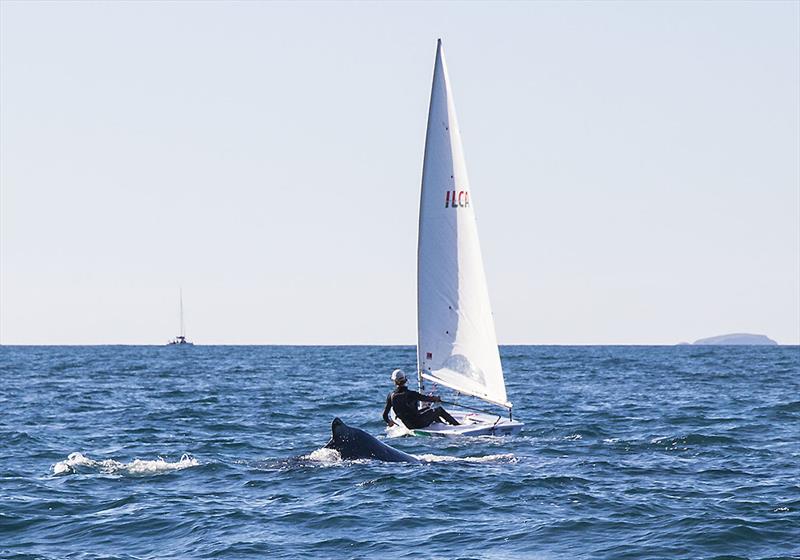 `I'll go under him` might is right, but this whale was also deftly astute photo copyright John Curnow taken at Coffs Harbour Yacht Club