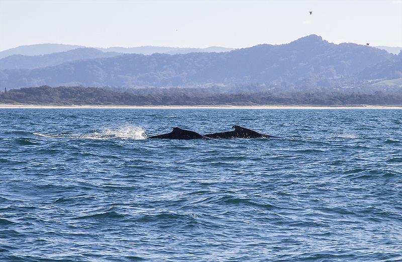Whales having a blast off Coffs Harbour in late June - photo © John Curnow