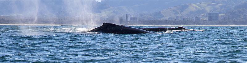 All of the inhabitants at Coffs Harbour put on a real show photo copyright John Curnow taken at Coffs Harbour Yacht Club