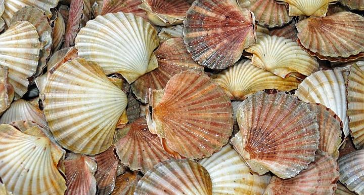 Scallops photo copyright DPIPWE Fishing taken at 