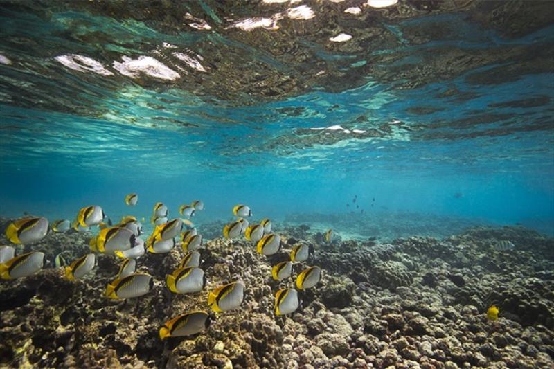A school of lined butterflyfish swim above a shallow coral reef at Kona, Hawaii photo copyright Christine Shepard taken at 