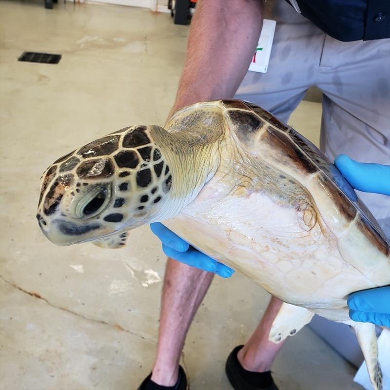 The injured green turtle, now known as `Twitch` photo copyright Dr. Jennifer Leo / Texas Parks and Wildlife Department Scientific taken at 