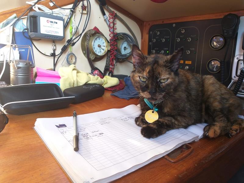 Nigel Fox's cat, Stinky, was found safe and well onboard when the yacht was retrieved 30 hours later photo copyright Nigel Fox taken at 