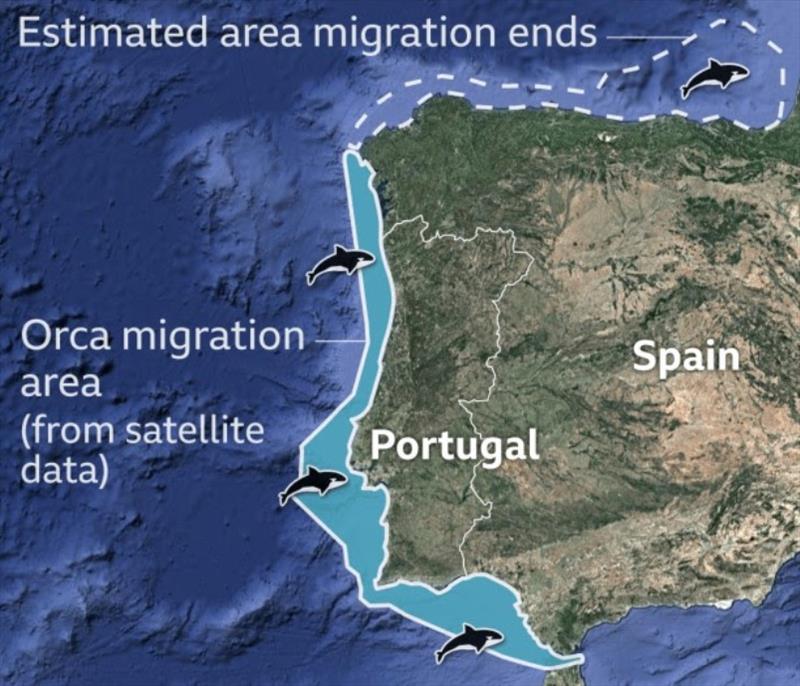 Orca whales migration area off the coast of Portugal and NW Spain photo copyright Noonsite taken at 