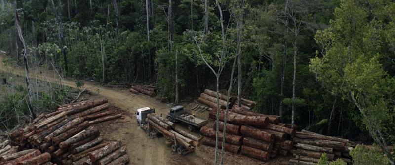 Illegal logging on a massive scale - from Garden of Evil - photo © Mediawave
