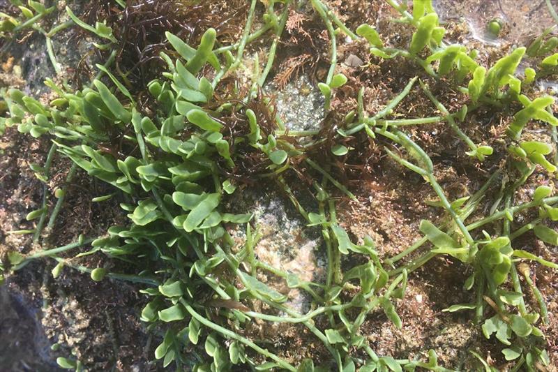These are the photos that Jack submitted to iNaturalist and which were quickly identified as Caulerpa - photo © Jack Warden