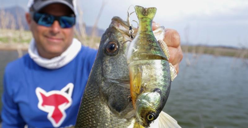 Climb the leaderboard with new lures from Jackall photo copyright Shimano taken at 