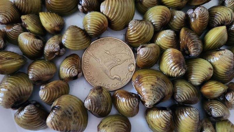 New controls to protect Lake Okataina from clams photo copyright MPI NZ taken at 