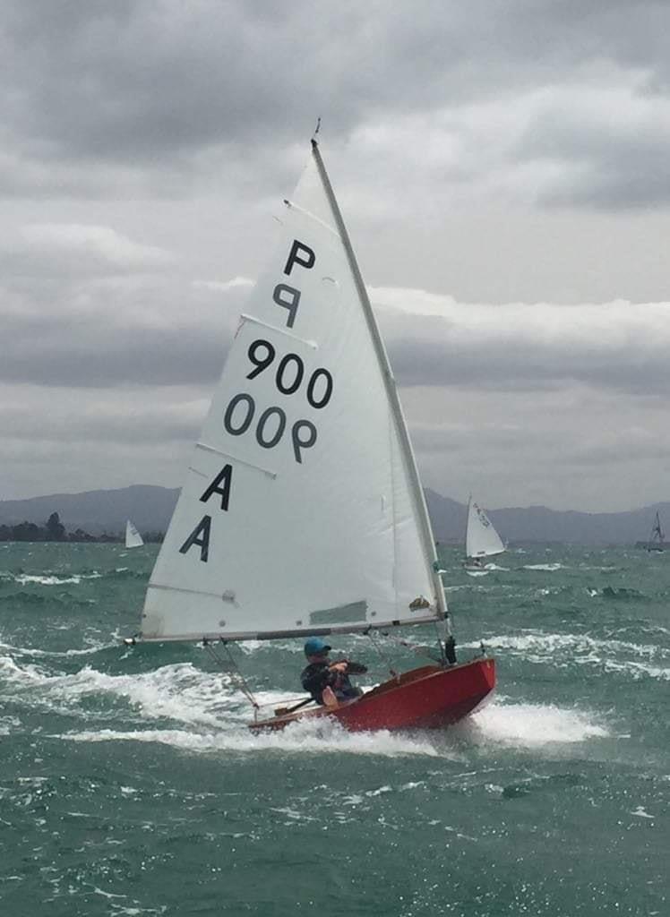 George Cole-Baker -  P class - Tanner Cup - Tauranga Yacht and Power Boat Club - January 2019 photo copyright Tauranga Yacht and Power Boat Club taken at  and featuring the P class class