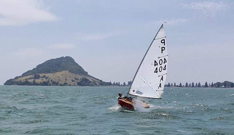 Tim Howse (KYC)  -  P class - Tanner Cup - Tauranga Yacht and Power Boat Club - January 2019 photo copyright Tauranga Yacht and Power Boat Club taken at  and featuring the P class class