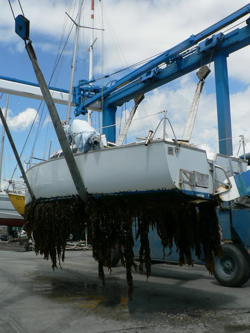 A heavily fouled hull pictured at Bridge Marina Travelift photo copyright Marinepests.nz taken at Royal New Zealand Yacht Squadron and featuring the PHRF class