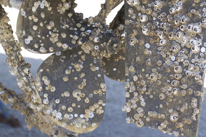 Image of a barnacle encrusted boat propeller and rudder. There is concern that barnacles are becoming resistant to some antifoulings - photo © Mike Russell