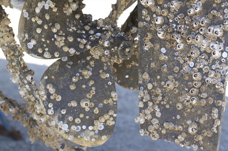 Biofouling including barnacles can quickly build up on underwater fittings  photo copyright Mike Russell taken at Royal New Zealand Yacht Squadron and featuring the PHRF class