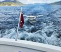 4m tender heading out in the Marlborough Sounds