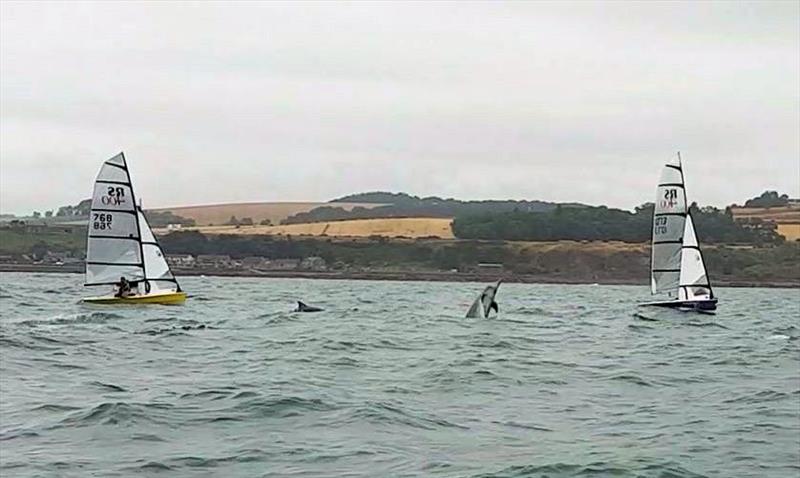 A pod of dolphins visits JP Watersports RS400 Scottish Tour Round 6 at Aberdeen & Stonehaven photo copyright Claire Leven taken at Aberdeen & Stonehaven Yacht Club and featuring the RS400 class