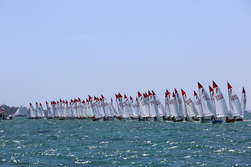 A big start during the 2022 Victorian Sabre State Titles photo copyright Russell Bates taken at Blairgowrie Yacht Squadron and featuring the Sabre class