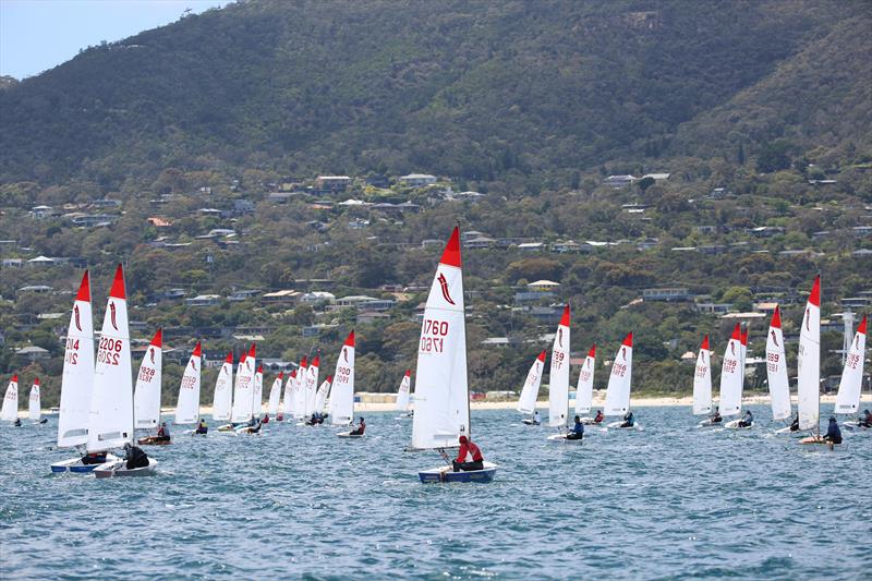 The fleet reaching during the 2023/24 Sabre Australian Nationals at McCrae Yacht Club photo copyright Russell Bates taken at McCrae Yacht Club and featuring the Sabre class