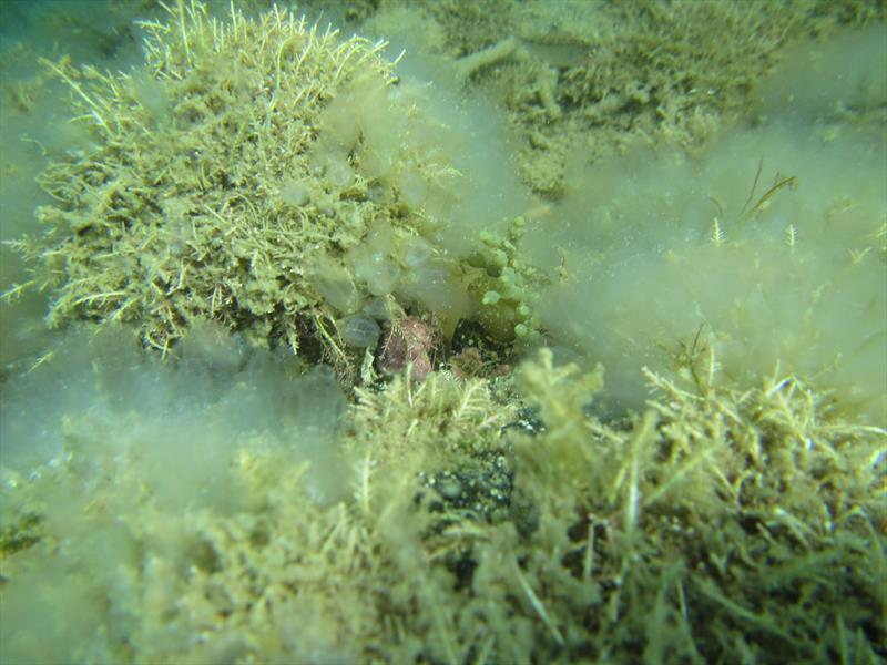 Clavelina oblonga, a type of sea squirt, has been found at Great Barrier Island. It may look pretty but could become a serious marine pest for the country  photo copyright Samantha Happy taken at  and featuring the  class