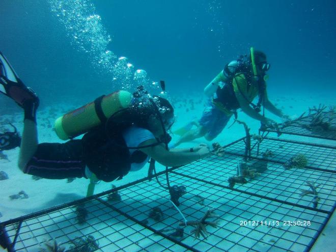 Coral gardening - Fascinating opportunity with OceansWatch © Chris Bone