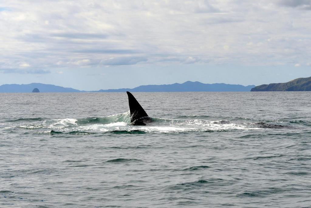  - Brydes Whale feeding Hauraki Gulf, August 2014 © Peter Idoine