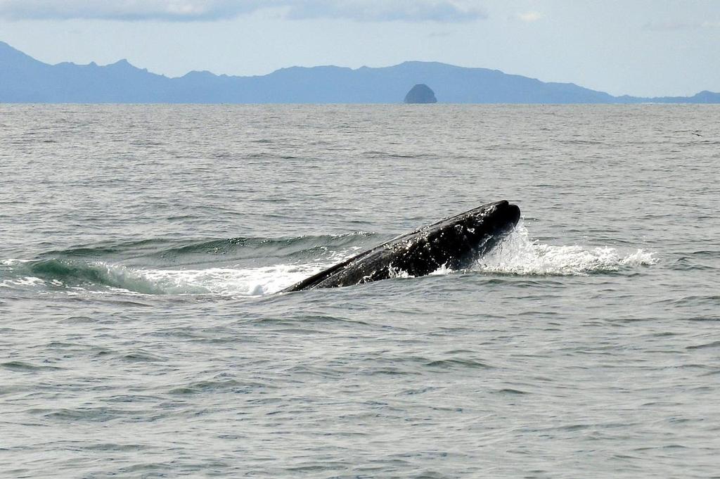  - Brydes Whale feeding Hauraki Gulf, August 2014 © Peter Idoine