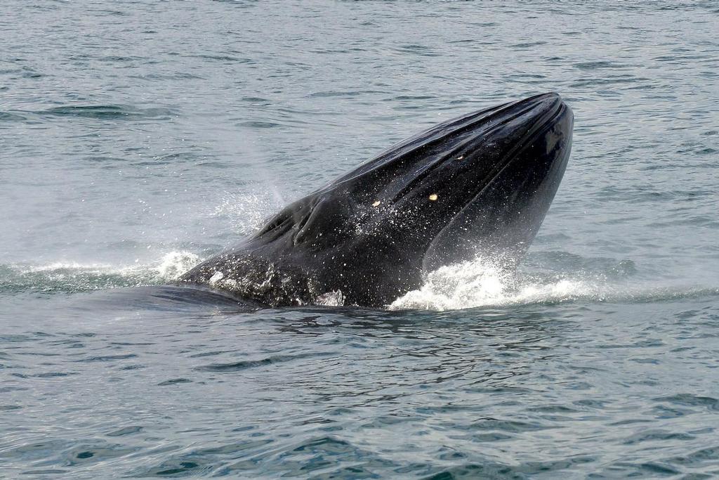 - Brydes Whale feeding Hauraki Gulf, August 2014 © Peter Idoine