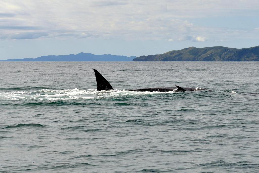 - Brydes Whale feeding Hauraki Gulf, August 2014 © Peter Idoine