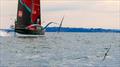 Emirates Team NZ - Day 18 -  August 8, 2026 - Auckland, NZ