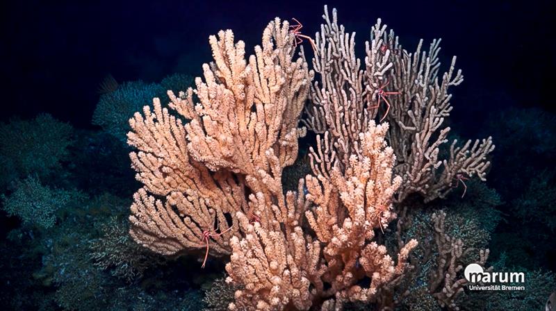 Tasman Viking has twice come under scrutiny for bringing up protected coral while bottom trawling - photo © Marum