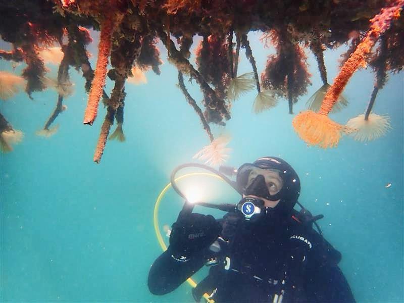 If you spot a marine pest like Mediterranean fanworm outside of a known location, report it urgently to the Ministry for Primary Industries - November 2025  - photo © Monica Nevill-Jackson, Bay of Plenty Regional Council  